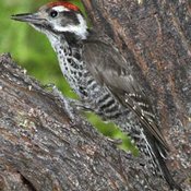 Arizona Woodpecker